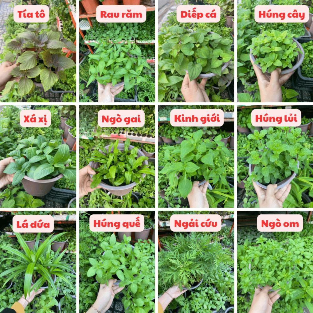 300 Hạt giống Mix các loại Rau Thơm trồng 4 mùa , nhanh thu hoạch (trộn lẫn trong gói Zip)