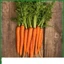 CARROT RUBY TN 406 - CỦ THON, DÀI, ĂN NON RẤT NGON