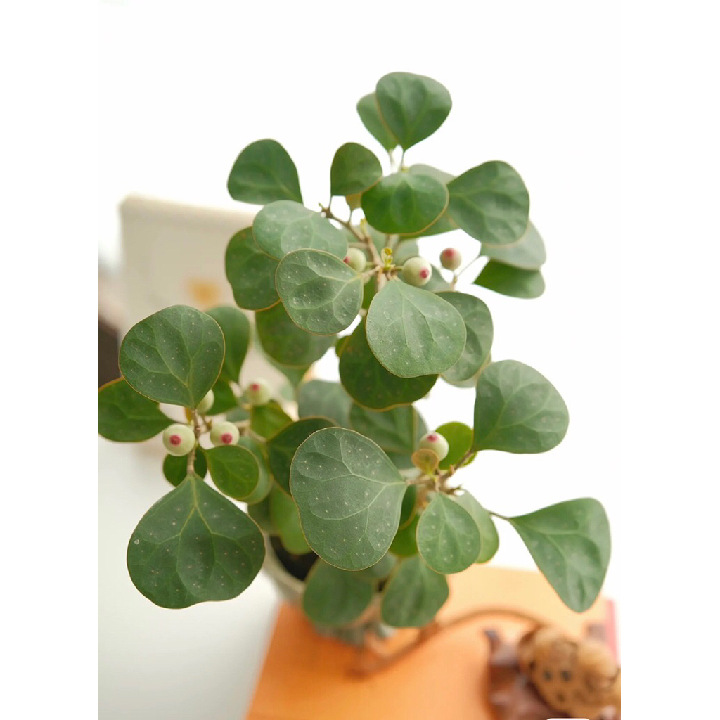 Cây Bồ Đề Phong Thủy,Cây Bồ Để bonsai | Cây Bồ Đề Mini Để Bàn | Cây Giác Ngộ (Chậu Sứ Bát Tràng sang trọng )