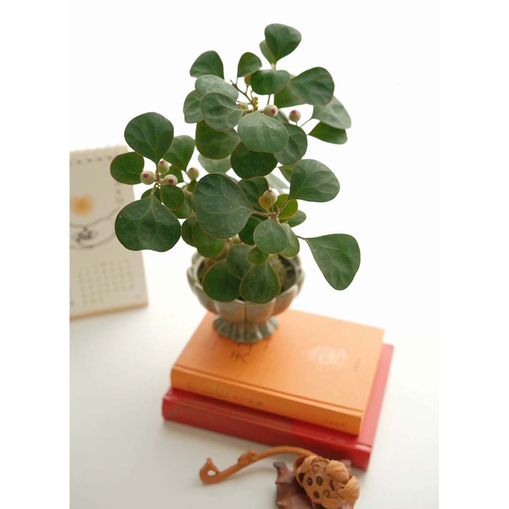 Cây Bồ Đề Phong Thủy,Cây Bồ Để bonsai | Cây Bồ Đề Mini Để Bàn | Cây Giác Ngộ (Chậu Sứ Bát Tràng sang trọng )