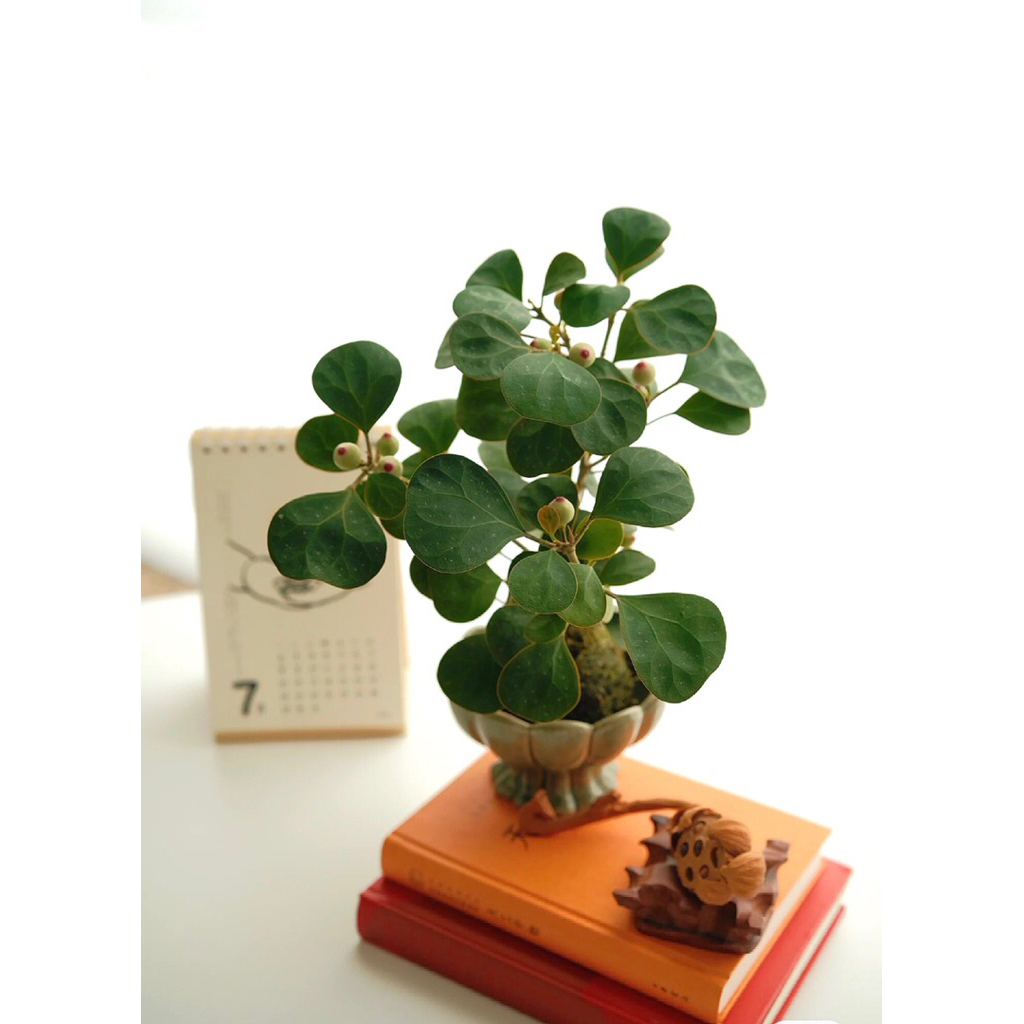 Cây Bồ Đề Phong Thủy,Cây Bồ Để bonsai | Cây Bồ Đề Mini Để Bàn | Cây Giác Ngộ (Chậu Sứ Bát Tràng sang trọng )