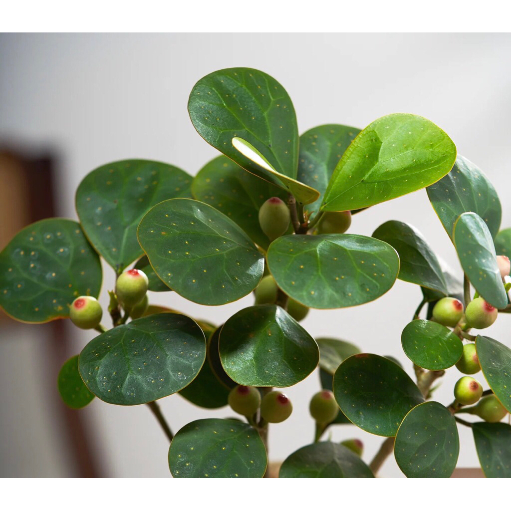 Cây Bồ Đề Phong Thủy,Cây Bồ Để bonsai | Cây Bồ Đề Mini Để Bàn | Cây Giác Ngộ (Chậu Sứ Bát Tràng sang trọng )