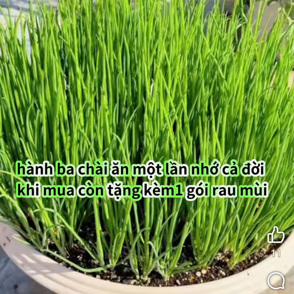 ( Tặng Kèm 1 Gói Rau Mùi Ta Thơm) 30 Củ Hành Ba Chài Chuẩn Giống Trồng Củ Ăn Lá Cực Dễ
