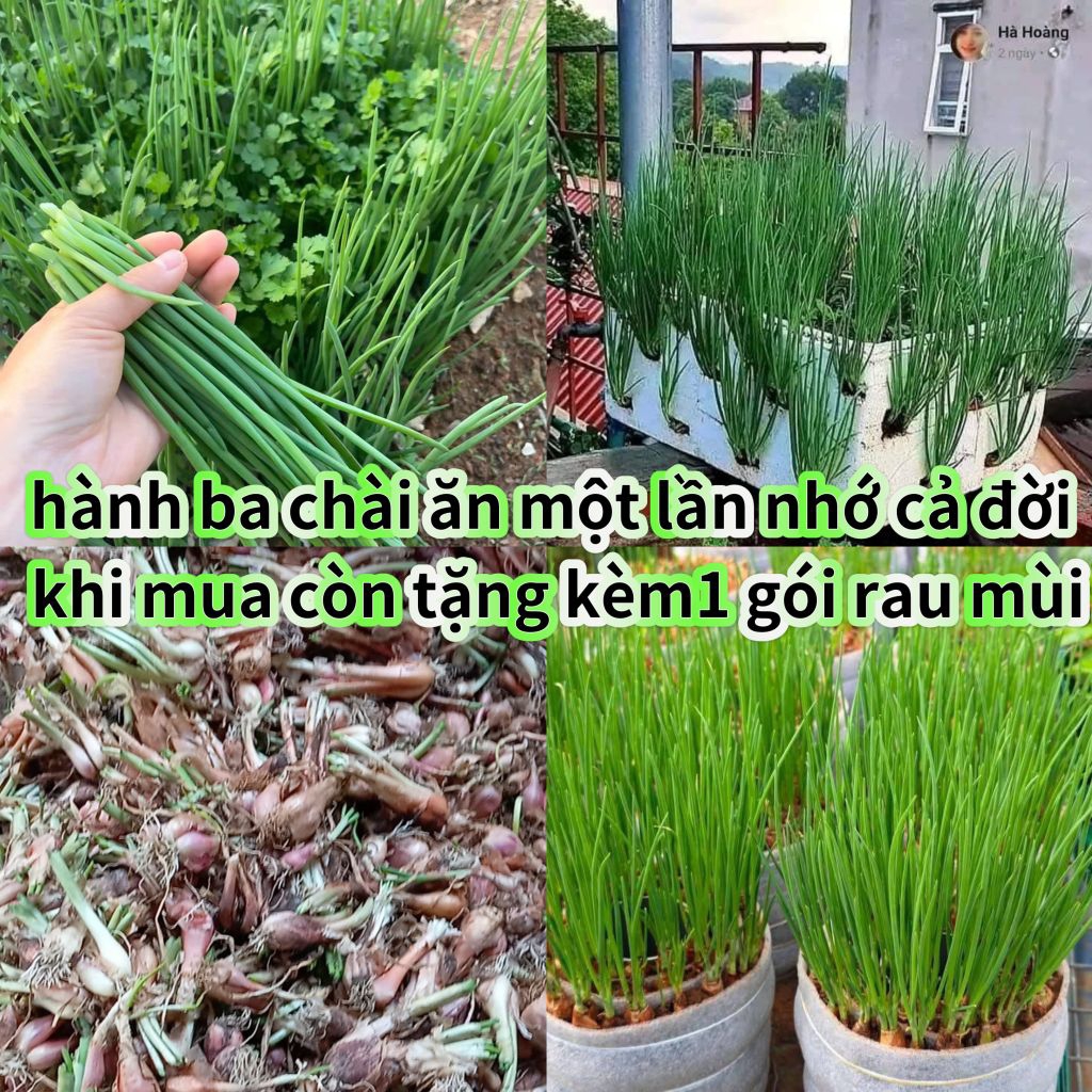 ( Tặng Kèm 1 Gói Rau Mùi Ta Thơm) 30 Củ Hành Ba Chài Chuẩn Giống Trồng Củ Ăn Lá Cực Dễ