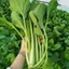 ẢI NGỌT TRANG NÔNG - VỊ NGỌT THANH ( GÓI 100GR)