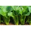 ẢI NGỌT TRANG NÔNG - VỊ NGỌT THANH ( GÓI 100GR)