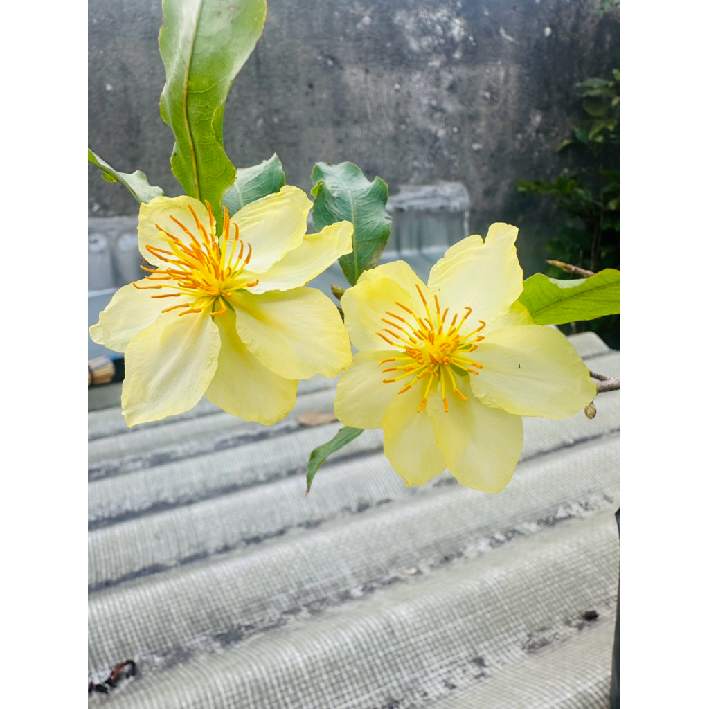 Hoa mai trắng viền vàng_cây ghép