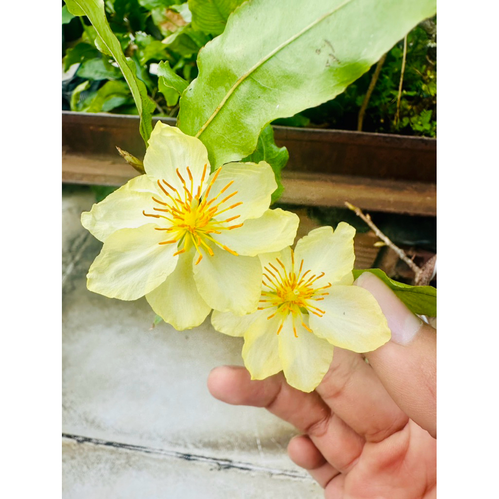 Hoa mai trắng viền vàng_cây ghép