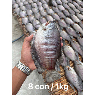 Khô Cá Sặc Bổi 500G - 3 Nắng Vị Lạt đủ Size - Hút Chân Không - Vị Thơm Béo - Đặc Sản cà Mau