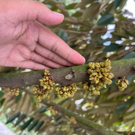 BLORA, Phân hóa mầm ra, ra hoa đồng loạt 500ml