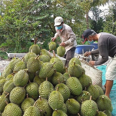 TOVIN - Sửa tướng trái, xanh gai, tròn trái, gai nhím 500ml