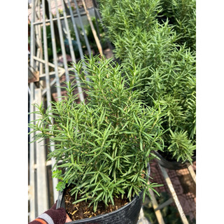 Chậu cây Hương Thảo - giống thuần Sa Đéc - Hoa kiểng lá phong thuỷ để bàn - Hoa Kiểng Năm Lân Sa Đéc