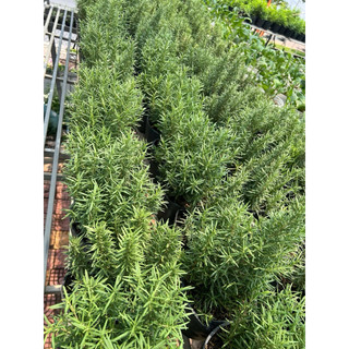 Chậu cây Hương Thảo - giống thuần Sa Đéc - Hoa kiểng lá phong thuỷ để bàn - Hoa Kiểng Năm Lân Sa Đéc