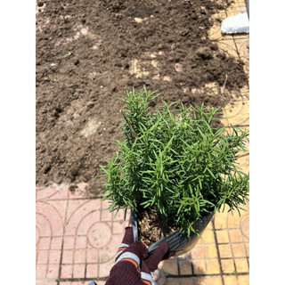 Chậu cây Hương Thảo - giống thuần Sa Đéc - Hoa kiểng lá phong thuỷ để bàn - Hoa Kiểng Năm Lân Sa Đéc