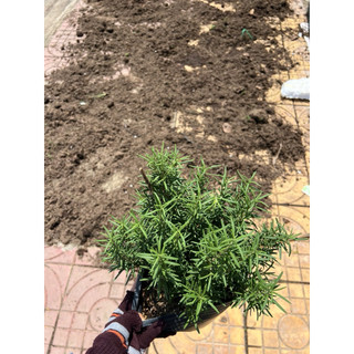 Chậu cây Hương Thảo - giống thuần Sa Đéc - Hoa kiểng lá phong thuỷ để bàn - Hoa Kiểng Năm Lân Sa Đéc