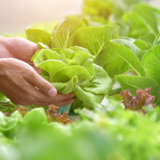 Đất Sạch Nhà Nông, Đất Hữu Cơ Đa Dụng Giàu Dinh Dưỡng Trồng Rau Củ Quả, Cây Kiểng, Cây Ăn Trái