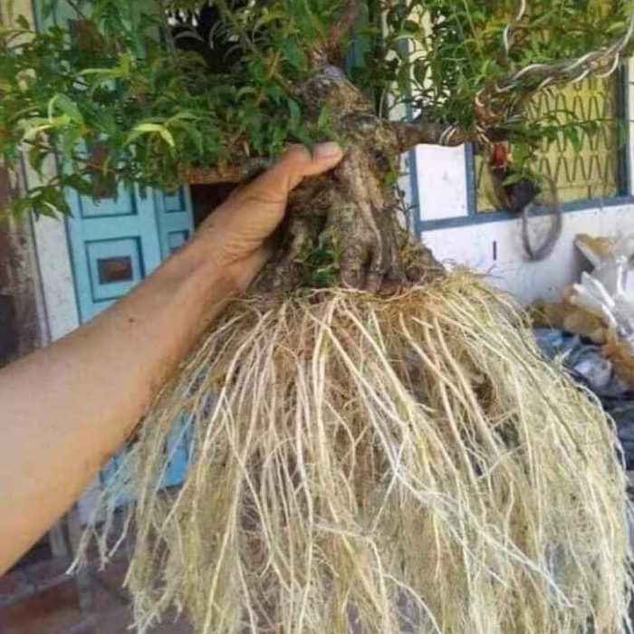 RIZON - Bung rễ mạnh, chống nghẹt rễ 500g