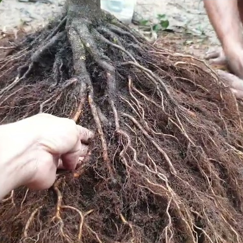 RIZON - Bung rễ mạnh, chống nghẹt rễ 500g