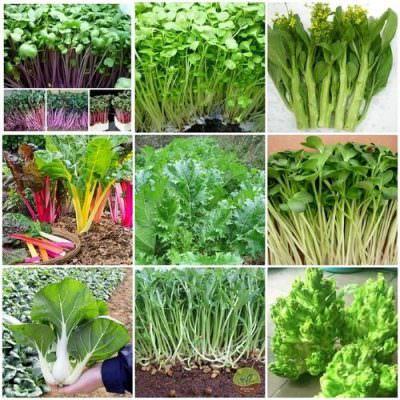 300 Hạt giống Mix các loại Rau Thơm trồng 4 mùa , nhanh thu hoạch (trộn lẫn trong gói Zip)