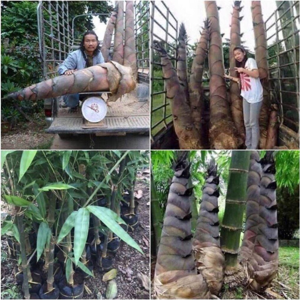 15 Hạt giống TRE KHỔNG LỒ MOSO Hàng cao cấp , trồng là lên
