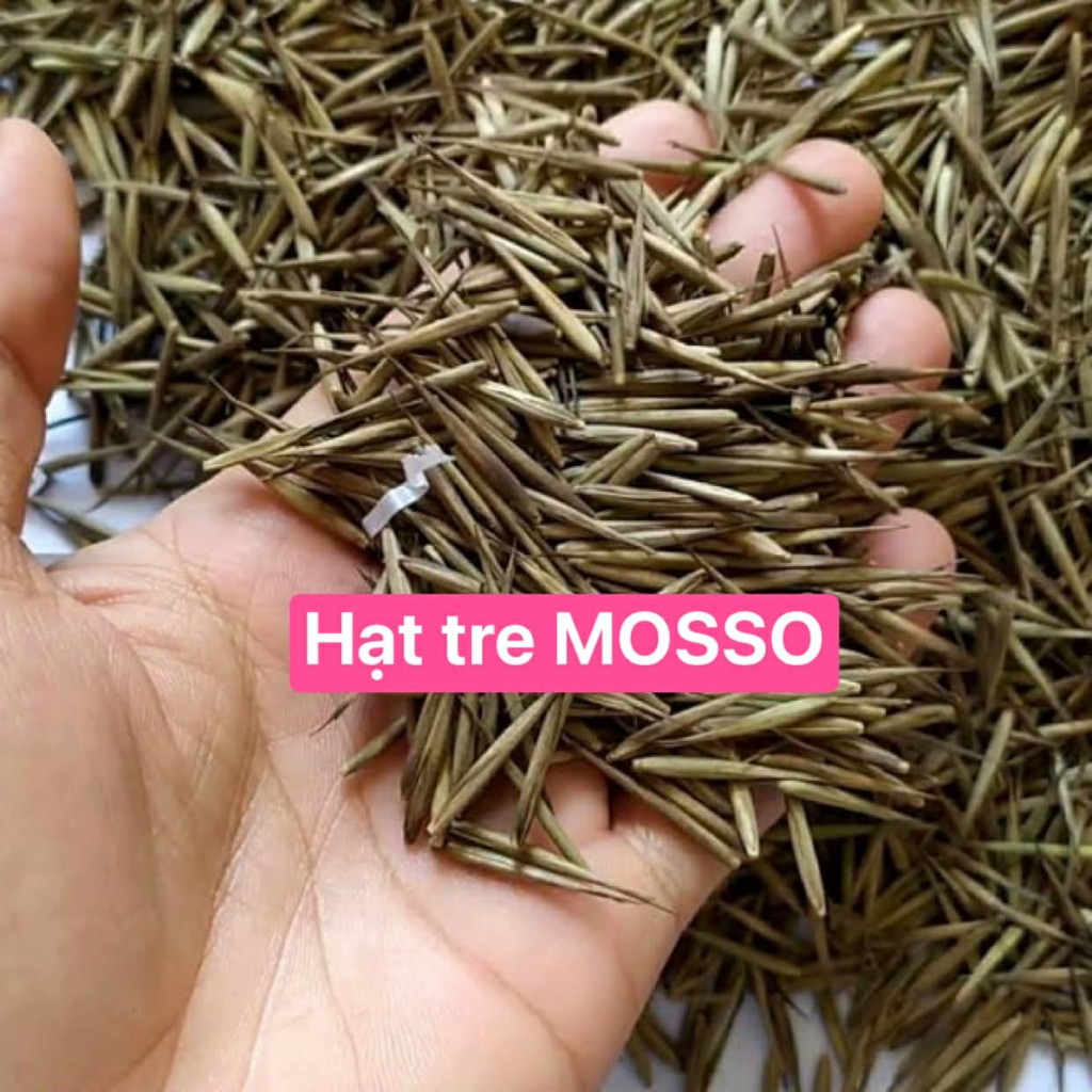 15 Hạt giống TRE KHỔNG LỒ MOSO Hàng cao cấp , trồng là lên