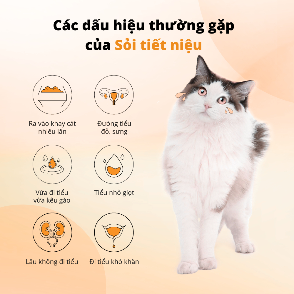 Viên Uống Chăm Sóc Đường Tiết Niệu Cho Thú Cưng DrVet - Vàng