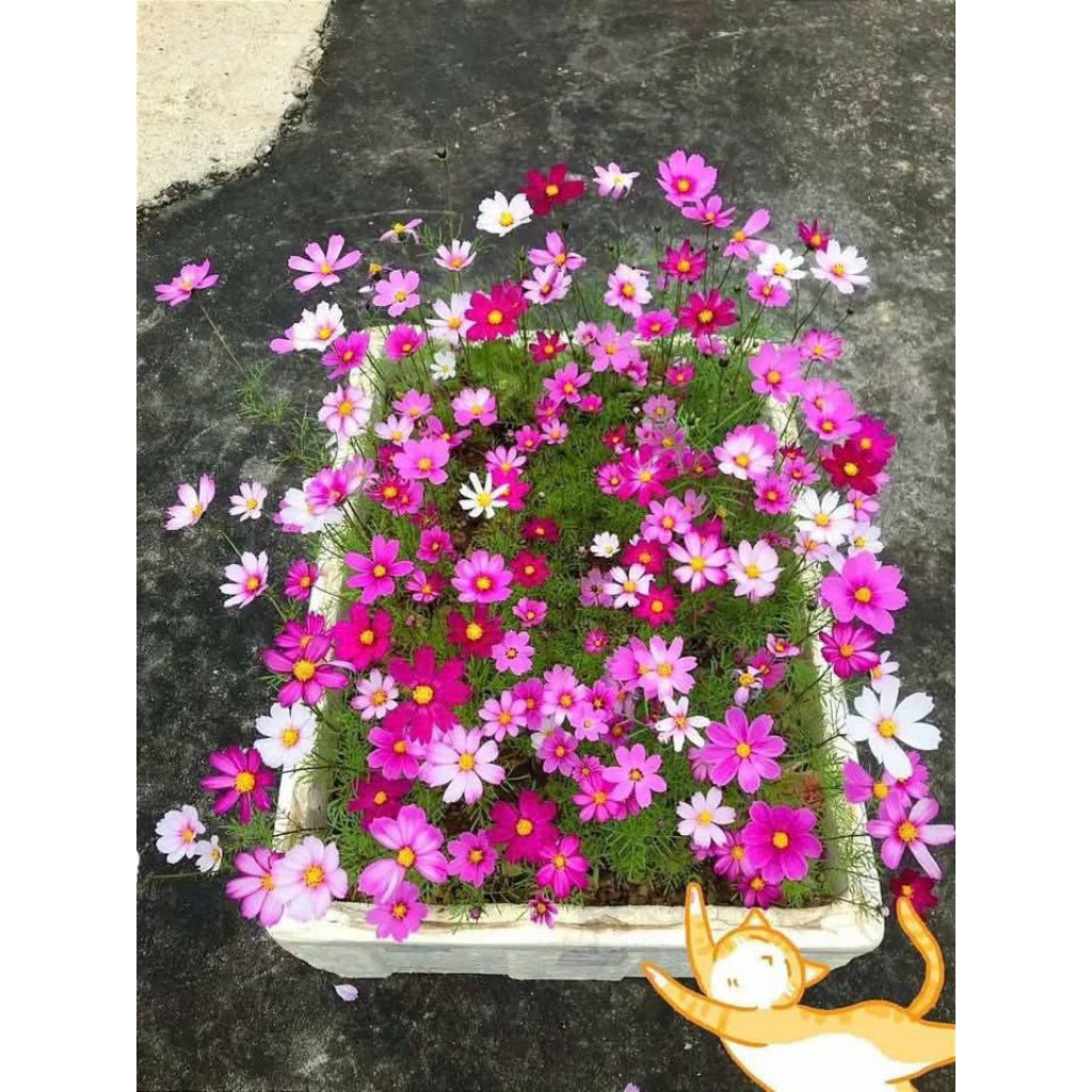 1 Kg Hạt Giống Hoa Sao Nhái Mix Nhiều Màu Loại Xịn Màu Nét Cực Dễ Trồng