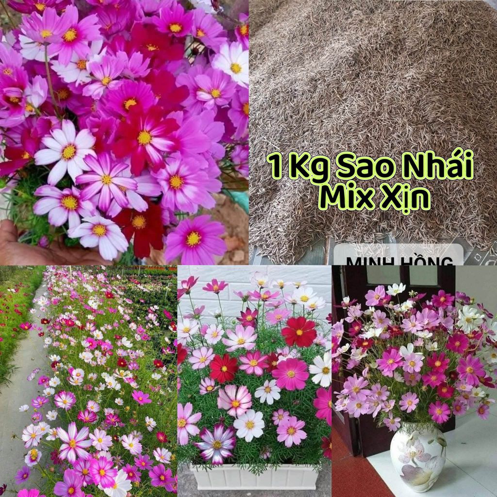 1 Kg Hạt Giống Hoa Sao Nhái Mix Nhiều Màu Loại Xịn Màu Nét Cực Dễ Trồng