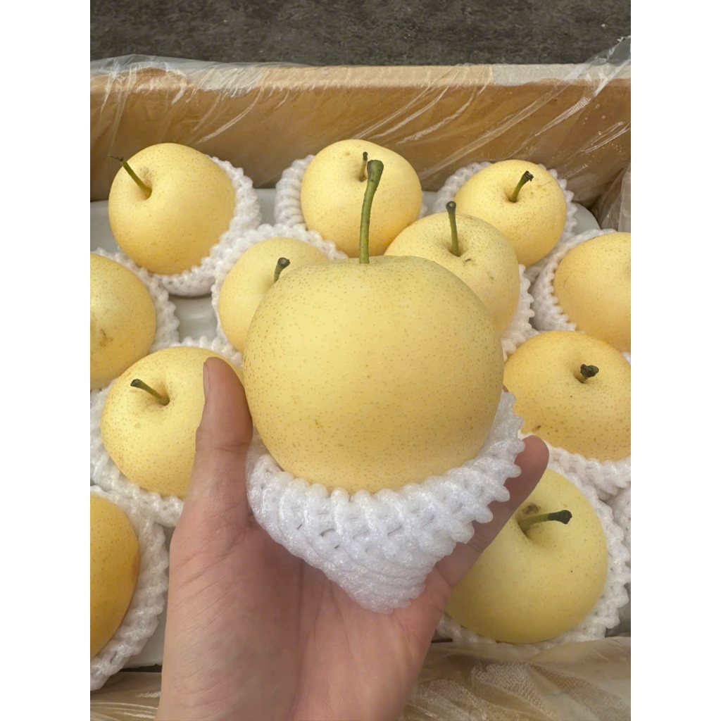 [ Chỉ Giao HCM ] Lê Sữa Nhật - Giòn Ngọt, Bóng Đẹp 1KG