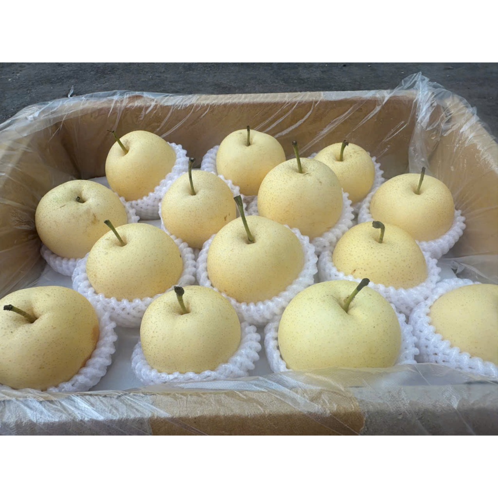 [ Chỉ Giao HCM ] Lê Sữa Nhật - Giòn Ngọt, Bóng Đẹp 1KG