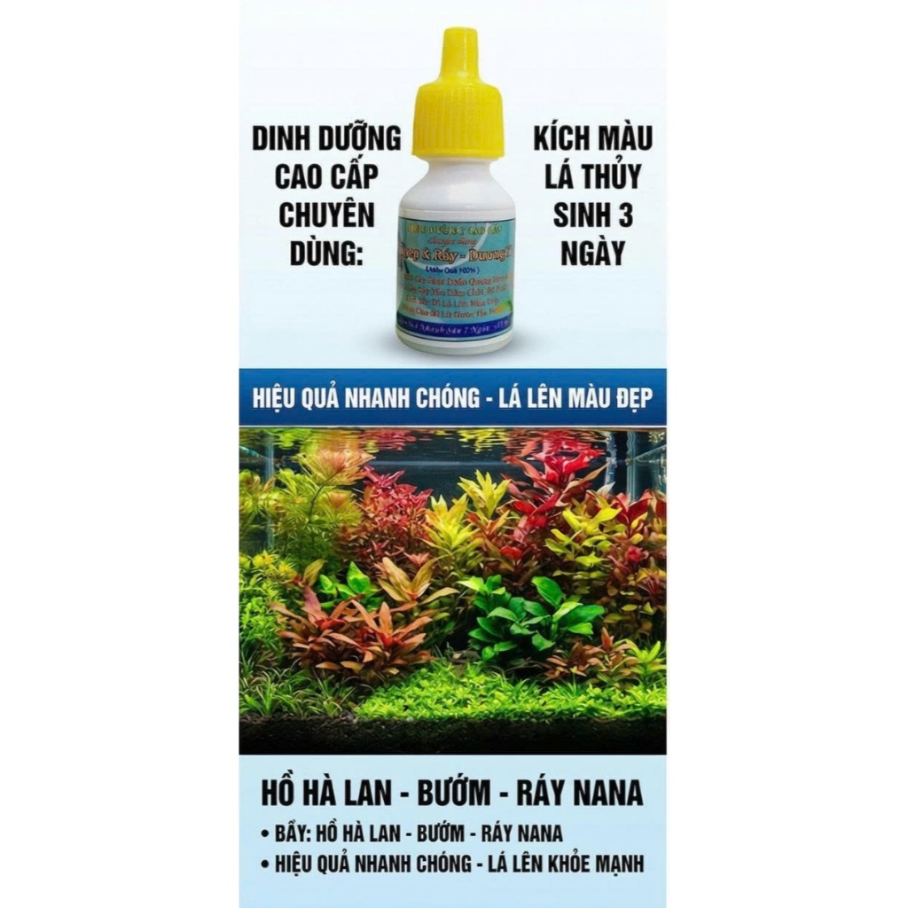 Tăng Trưởng Sắc Tố Lá Thủy Sinh Hiệu Quả Sau 3 ngày Hồ Hà lan - Burep - Ráy Nana