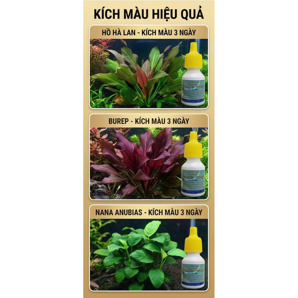 Tăng Trưởng Sắc Tố Lá Thủy Sinh Hiệu Quả Sau 3 ngày Hồ Hà lan - Burep - Ráy Nana