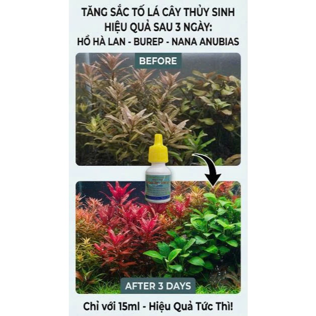 Tăng Trưởng Sắc Tố Lá Thủy Sinh Hiệu Quả Sau 3 ngày Hồ Hà lan - Burep - Ráy Nana