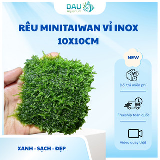 Rêu MINI TAIWAN Thủy Sinh Trang trí lũa , layout cho bể cá cực kì đẹp không cần co2