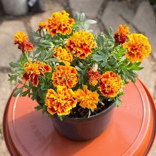 30 NGÀY NỞ HOA ->Hạt giống VẠN THỌ BAN MAI Lùn dòng siêu hoa, nở liên tục