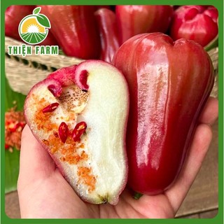 Cây Mận An Phước Cỡ Lớn THIỆN FARM quả giòn ngọt không hạt, trồng ăn quả, che mát, cây trồng sân thượng, ban công
