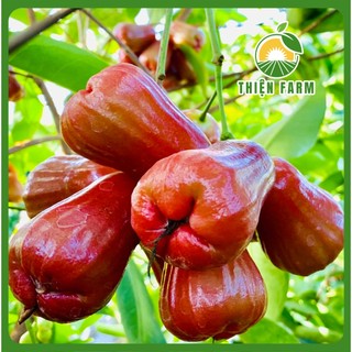 Cây Mận An Phước Cỡ Lớn THIỆN FARM quả giòn ngọt không hạt, trồng ăn quả, che mát, cây trồng sân thượng, ban công