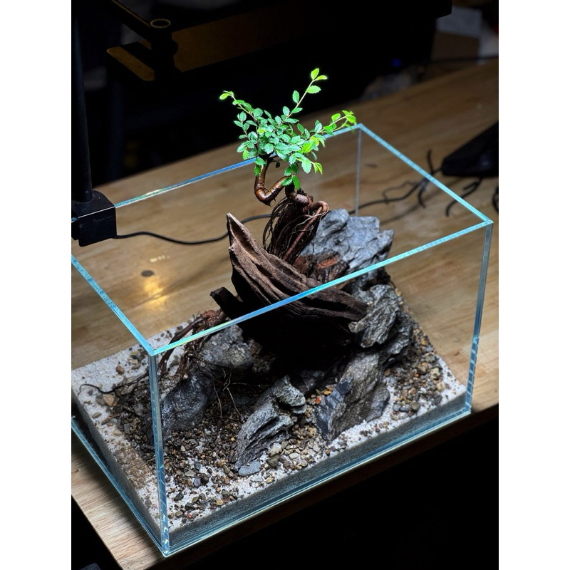Chậu Du bonsai ghép đá,tiểu cảnh,bán cạn