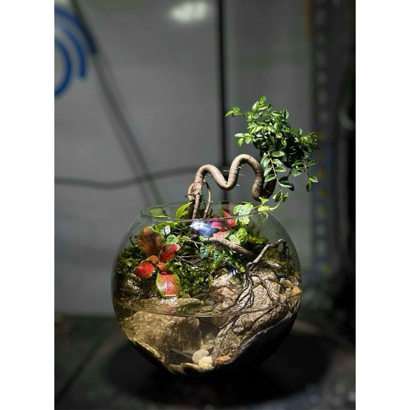 Chậu Du bonsai ghép đá,tiểu cảnh,bán cạn
