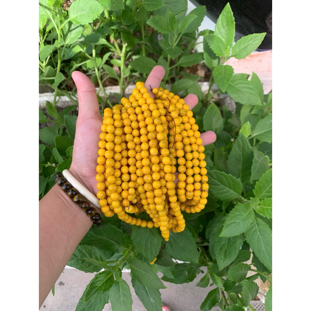 chuỗi 108 hạt san hô vàng 8ly