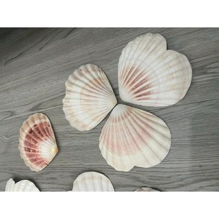 Phụ kiện trái tim vỏ sò