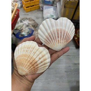 Phụ kiện trái tim vỏ sò