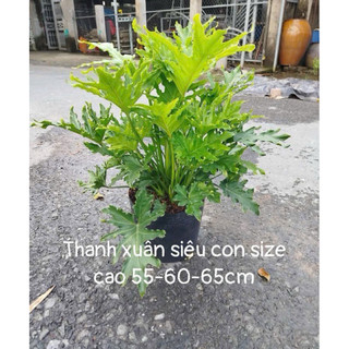 Chậu cây Thanh Xuân siêu con - hoa kiểng lá làng hoa Sa Đéc - Hoa Kiểng Năm Lân Sa Đéc