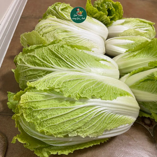 Hạt giống Cải Thảo F1 Chịu Nhiệt (Gói 1g~250 hạt) Bắp To, Dễ Trồng, Trồng Quanh Năm