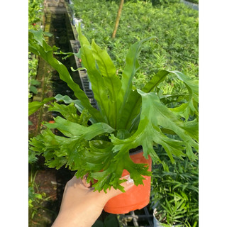 Chậu nhựa để bàn Ổ Phụng Đuôi Cá (Dương Xỉ Gạc Nai - Dương Xỉ Đuôi Cá) - Vườn Như Ngọc