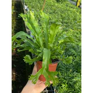 Chậu nhựa để bàn Ổ Phụng Đuôi Cá (Dương Xỉ Gạc Nai - Dương Xỉ Đuôi Cá) - Vườn Như Ngọc