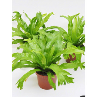 Chậu nhựa để bàn Ổ Phụng Đuôi Cá (Dương Xỉ Gạc Nai - Dương Xỉ Đuôi Cá) - Vườn Như Ngọc