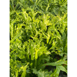 Chậu nhựa để bàn Ổ Phụng Đuôi Cá (Dương Xỉ Gạc Nai - Dương Xỉ Đuôi Cá) - Vườn Như Ngọc