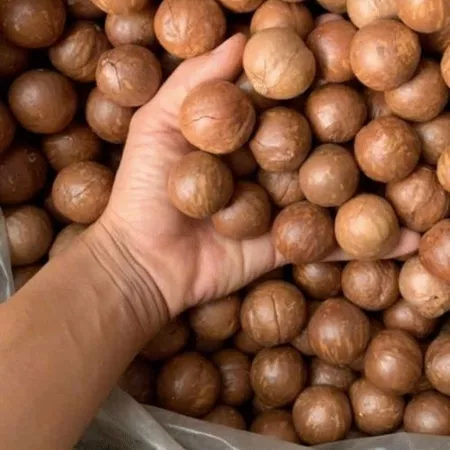 Hạt macca nứt vỏ Tươi Nguyên Farm, 500g hạt mắc ca Đắk Lắk sấy giòn size trung, thơm bùi béo ngậy, tốt cho sức khỏe