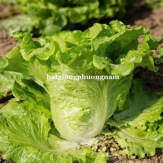 2 Gram - Hạt Giống Xà Lách Sang Chu